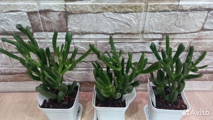 Крассула хоббит