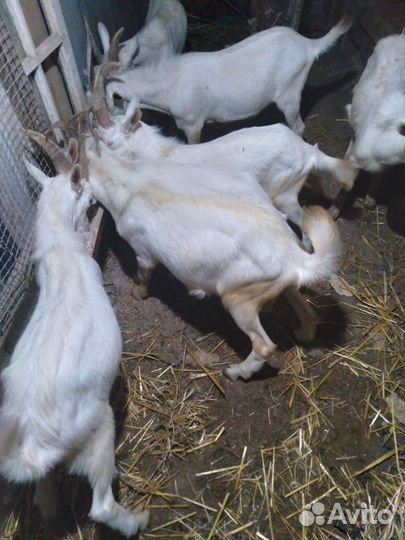 Козел зааненский