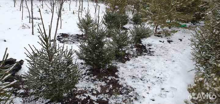 Саженцы Ель