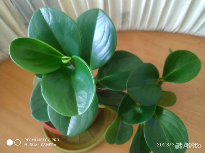 Пеперомия туполистная