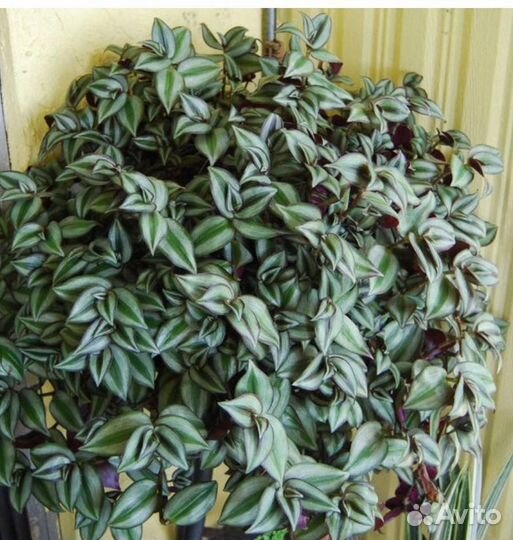 Традесканция зебрина вьюн цветы