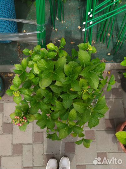 Гортензия цветущая шикарная большая