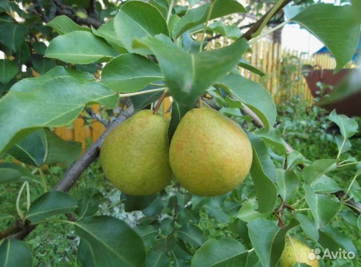 Куст груши