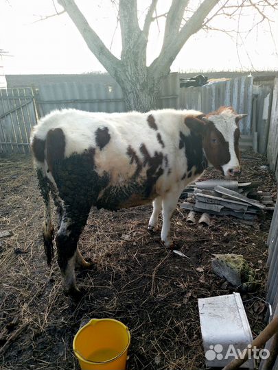 Коровы телки