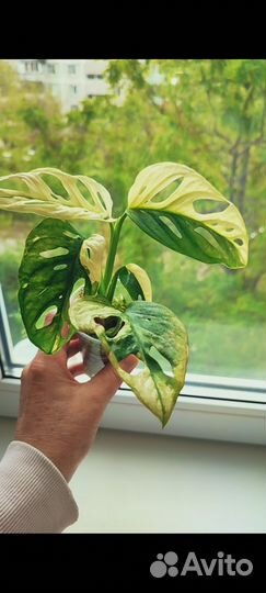 Монстера Адансона вариегатная (желтая)