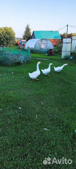 Семья гусей