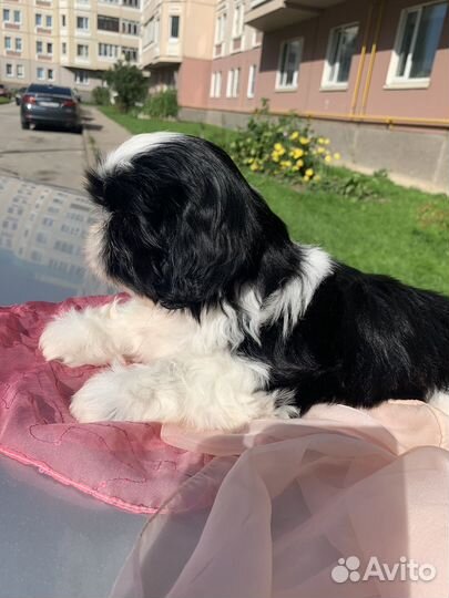 Щенки ши-тцу