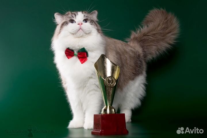 Услуги котика