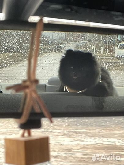 Немецкий шпиц вязка