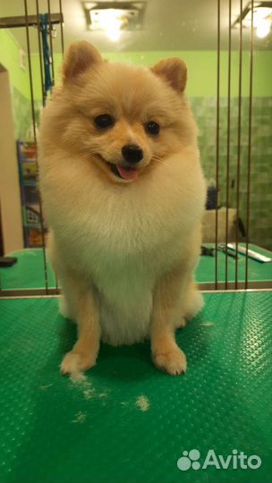 Груминг Стрижка Экспресс-линька Тримминг собак