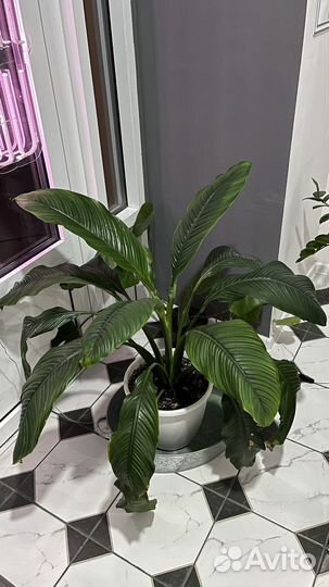 Спатифиллум сенсация