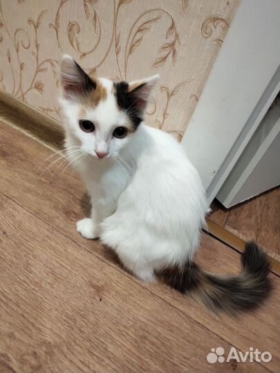 Красавица киса