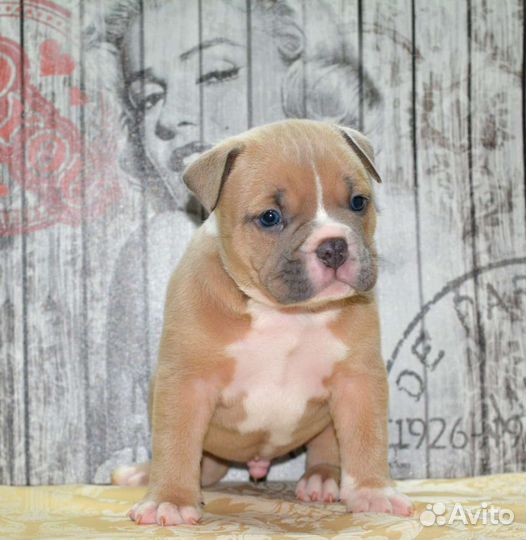Щенки американского буля