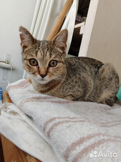 Кошка в добрые руки