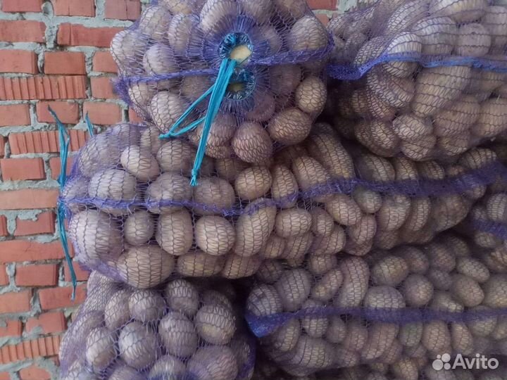 Картофель