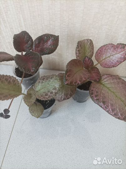 Эписция, 15 сортов