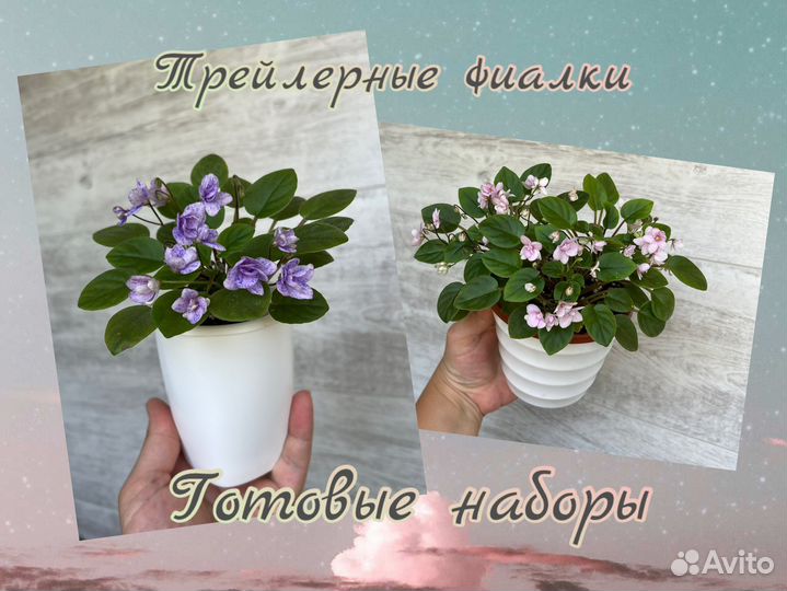 Сортовые трейлерные фиалки