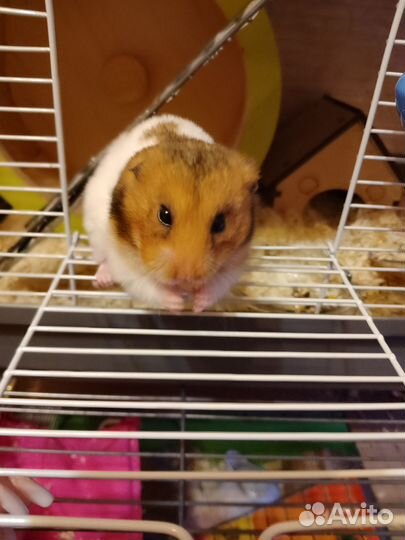 Сирийский хомяк