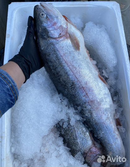 Свежая рыба форель из Карелии