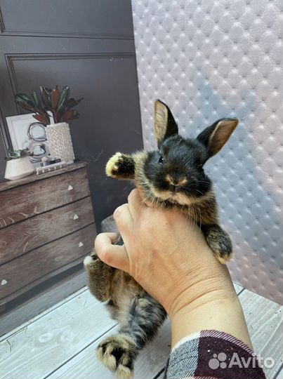 Крольчонок карликовый