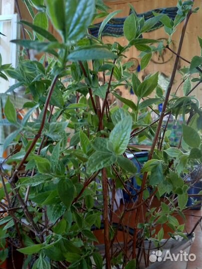 Жасмин (чубушник) саженцы