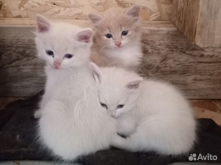 Котята турецкой ангоры