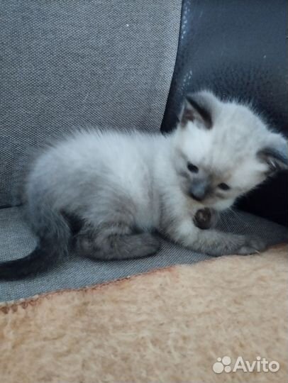 Кошка в дар бесплатно