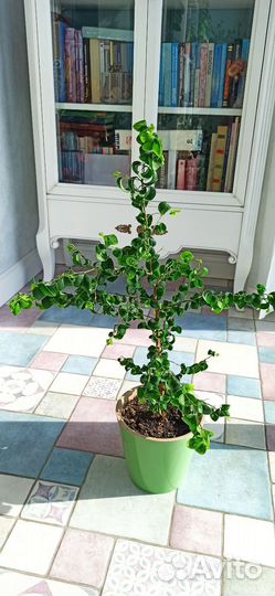 Фикус Барок