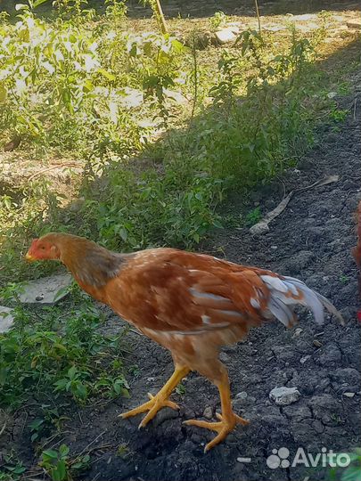 Молодые петухи