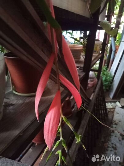 Бильбергия