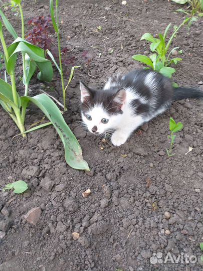 Кошки в добрые руки