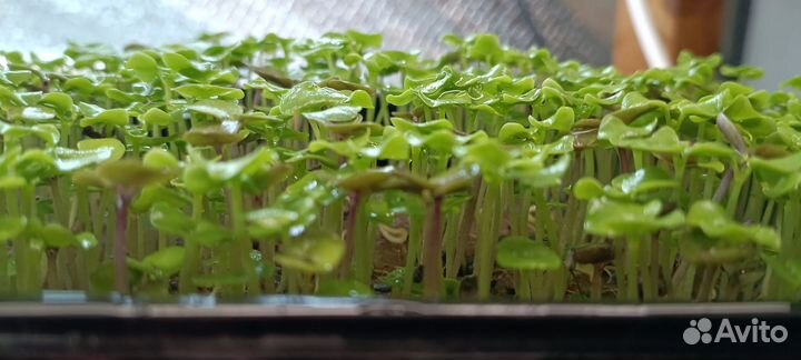 Микрозелень