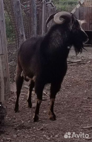 Козел на племя