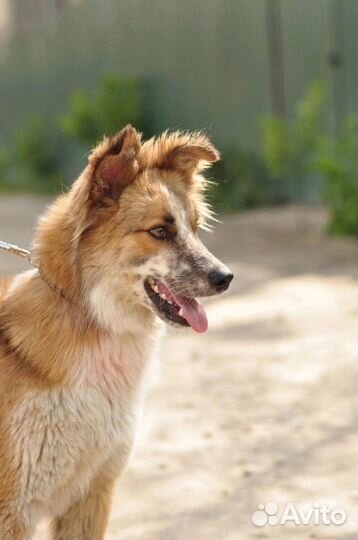 Девочка Феня ищет дом