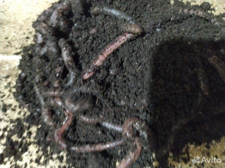 Черви Дендробена