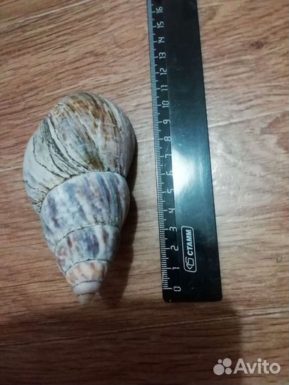 Ракушки для аквариума