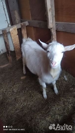 Козел комолый на племя, зааненской породы