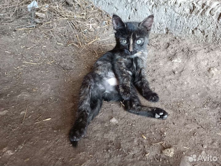 Котятки в добрые руки