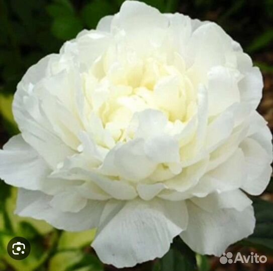 Пионы разнообразнейшие саженцы