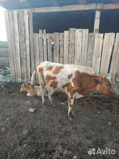 Коровы и телки стельные