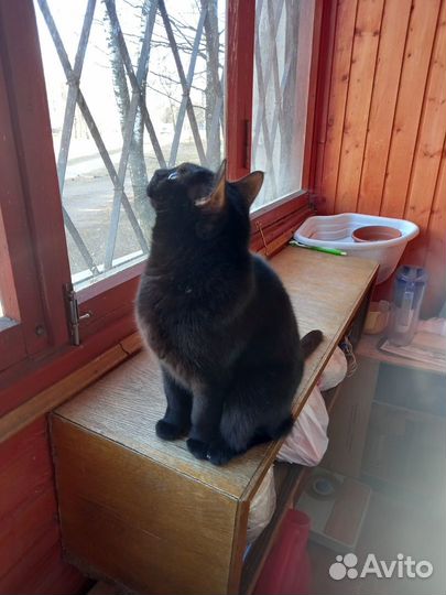Отдаем кошку (9 лет) в добрые, ответственные руки
