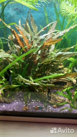 Аквариумные растения