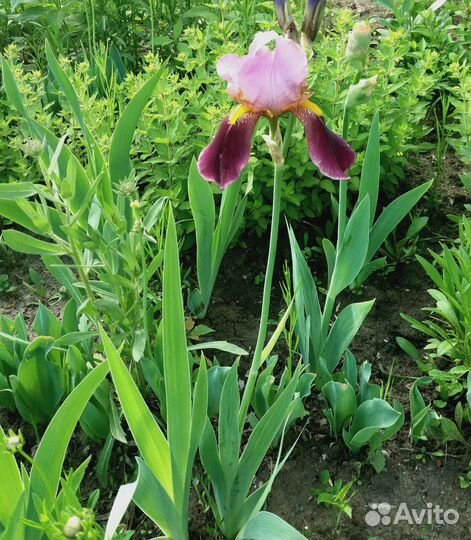 Ирисы бородатые