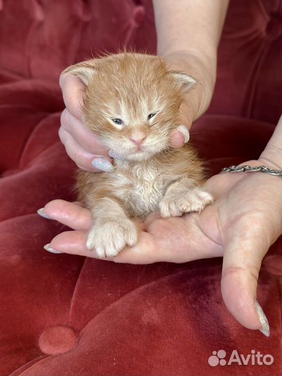 Котята мейн-кун полидакт