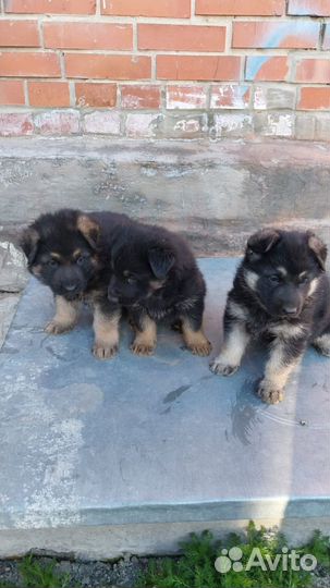 Немецкая овчарка