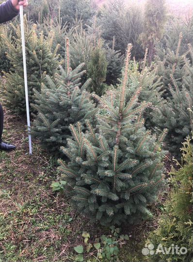 Ель премиум от 2.5м предзаказ