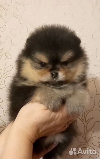 Померанский шпиц мини