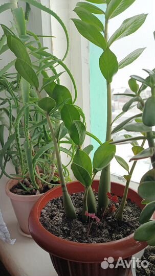 Комнатные цветы