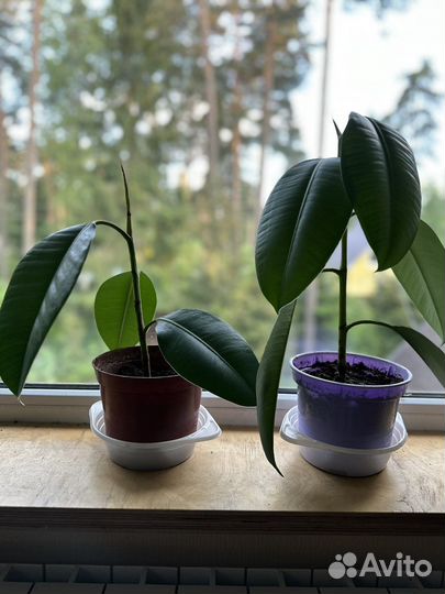 Фикус эластика робуста