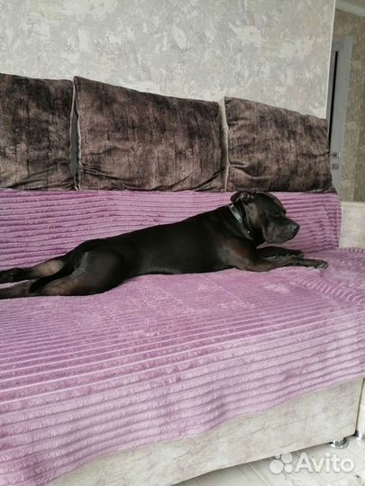 Питбуль вязка